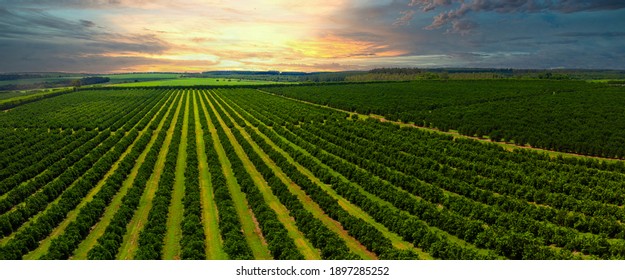 Aerial views over top of rows of orange trees in plantation in sunset. - Powered by Shutterstock