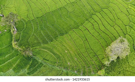 Aerial Views Rice Field Above 300 Stock Photo 1421933615 | Shutterstock