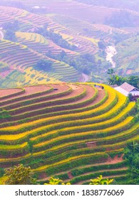 Aerial vista of spectacular terraced rice fields in Hoang Su Phi District (Ha Giang Province, Northeast Vietnam). This is harvest time. 
