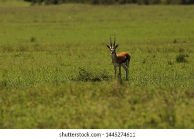 Aerial Water Buck Masai Mara Kenya Africa