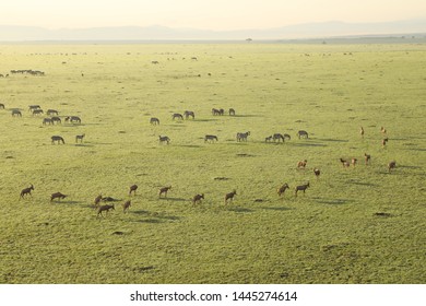 Aerial Water Buck Masai Mara Kenya Africa