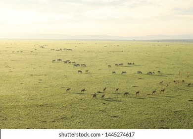 Aerial Water Buck Masai Mara Kenya Africa