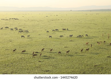 Aerial Water Buck Masai Mara Kenya Africa