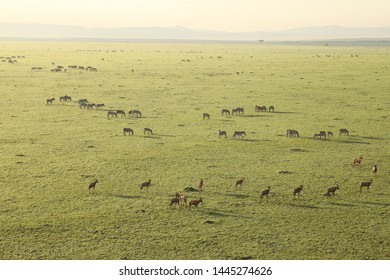 Aerial Water Buck Masai Mara Kenya Africa