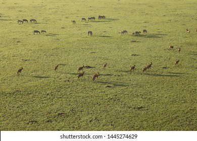 Aerial Water Buck Masai Mara Kenya Africa