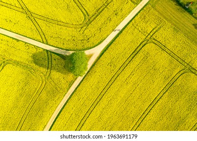 Aerial Of A Wide Rapeseed Oil Plants Agricultural Field Of Many Yellow Blooming Blooson, Typical Drone Photo For A Spring Time Concept.