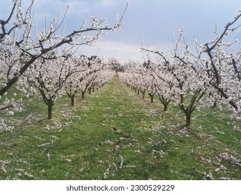 Aerial within flowering orchard rows, fruit production in full bloom - Powered by Shutterstock