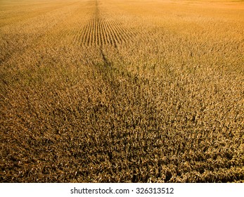 588 Illinois cornfield Images, Stock Photos & Vectors | Shutterstock