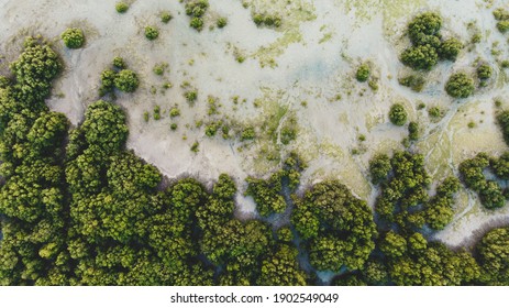 An aeriel view of mangroves in the UAE during sunset and golden hour.