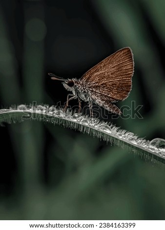 Aeromachus stigmata Butterfly animal background