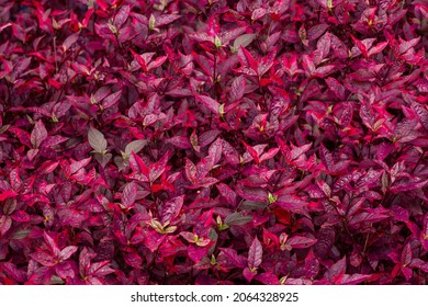 Aerva Sanguinolenta Ornamental Plant That Used Stock Photo 2064328925 ...