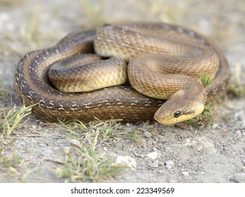 Aesculapian Snake 