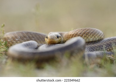 Aesculapian Snake 