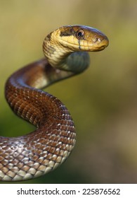 Aesculapian Snake