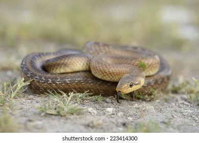 Aesculapian Snake, Elaphe Longissima