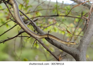 Aesculapian Snake On Branch