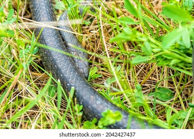 Aesculapian Snake On The Grass