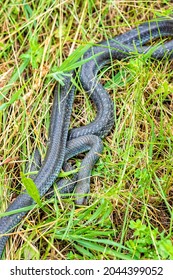 Aesculapian Snake On The Grass