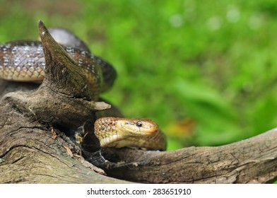 Aesculapian Snake On A Tree Stump