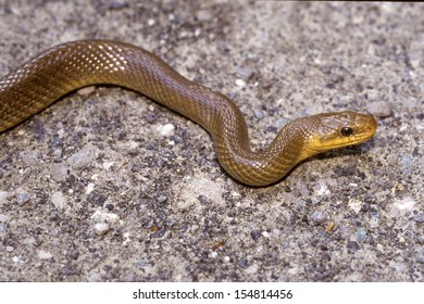 Aesculapian Snake Reptile