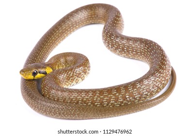 Aesculapian Snake (Zamenis Longissimus)