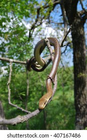 Aesculapian Snake (Zamenis Longissimus)