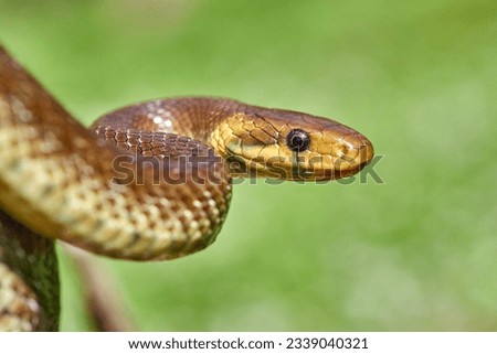 Aesculapian snake ( Zamenis longissimus), previously Elaphe longissima in natural habitat