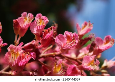 Aesculus × carnea,  Bach Flower Red Chestnut - Shutterstock ID 2140444569