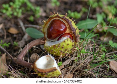 Aesculus hippocastanum, brown horse chestnuts, conker tree ripened fruits on the ground in the grass