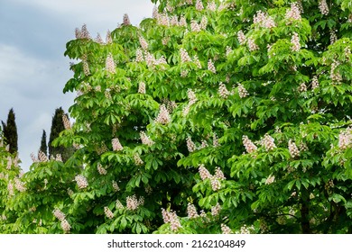 Aesculus hippocastanum,blossom of horse chestnut or conker tree