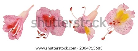 Aesculus x carnea or red horse chestnut isolated on white background. Top view. Flat lay