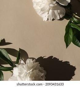 Aesthetic Arranged Flatlay Peonies With Copy Space And Sunlight Shadows On Neutral Beige Background. Top View