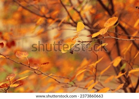 Aesthetic autumn nature background with yellow leaves on tree branches or berry bushes, soft focus blurred background, Autumnal colorful foliage outdoors, orange brown gradient fall color, autumn mood