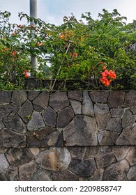 Aesthetic Close Up Shot Of Abstract Rough Grey Stone Wall With Reg Flowers, Green Elaves Above With Blue Clear Sky For Nature Object Photography Ideas