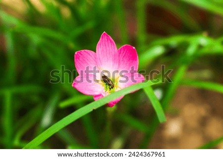 Aesthetic close up of Zephyranthes grandiflora flowers or Zephyranthes minuta, Fairy Lily, Rain Lily, Zephyr Flower in the garden. Purple wild lilies grow wild in the yard