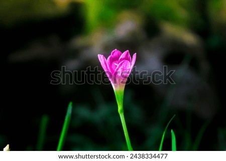 Aesthetic close up of Zephyranthes grandiflora flowers or Zephyranthes minuta, Fairy Lily, Rain Lily, Zephyr Flower in the garden. Purple wild lilies grow wild in the yard