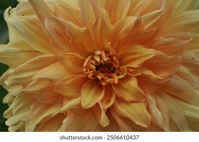 Flor estética  naranja