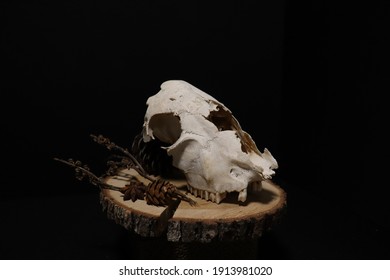 Aesthetic Goat Skull In Dark Backround