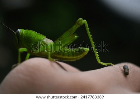 aesthetic green grasshopper within his pup stand in fingers, bokeh background and side pov