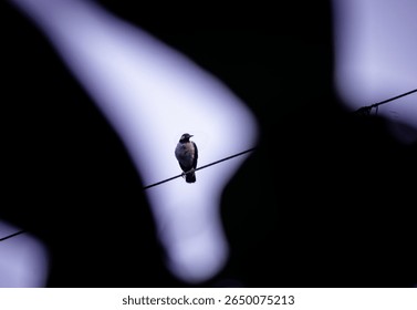 An aesthetic image of the Asian Pied Starling