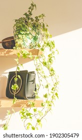 Aesthetic Image Of English Ivy In Sunny Room. Ivy Houseplant Concept.