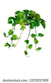 Aesthetic indoor greenery: Golden Pothos isolated on white background with clipping path