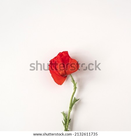 Similar – poppy day Colour photo