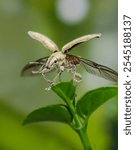 Aesthetic Moments when Naupactus opened its wings prepare to fly, is a genus of beetles in the weevil family Curculionidae, the true weevils. Known commonly as whitefringed beetles.