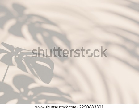 Aesthetic monstera shadow on the wall
