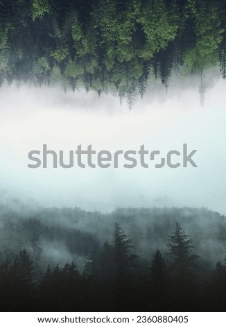 Aesthetic Nature upsidedown tree's and clouds