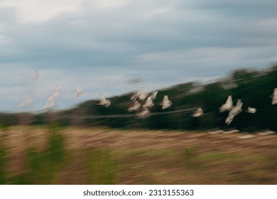 Foto estética aves borrosas