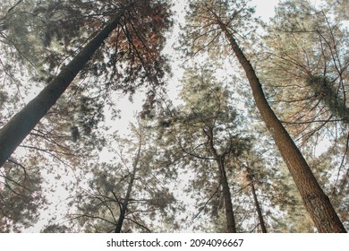aesthetic photo of trees in the wood