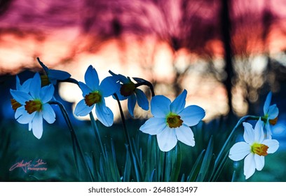 Foto estética narcisos blancos