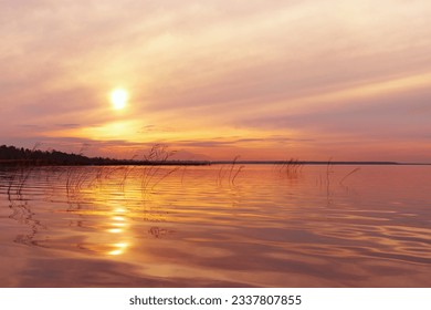 Aesthetic sunset on lake, plant reeds growth in water orange colored sky background, vibrant clouds and surface water. Nature scenery summer lake with reflections, sunset color gradient, beauty nature